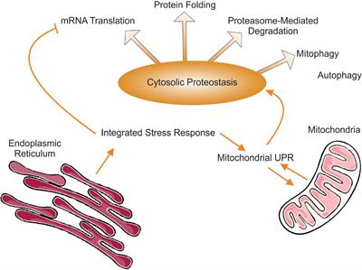 Folding Mitochondrial-Mediated Cytosolic Proteostasis Into the Mitochondrial Unfolded Protein Response